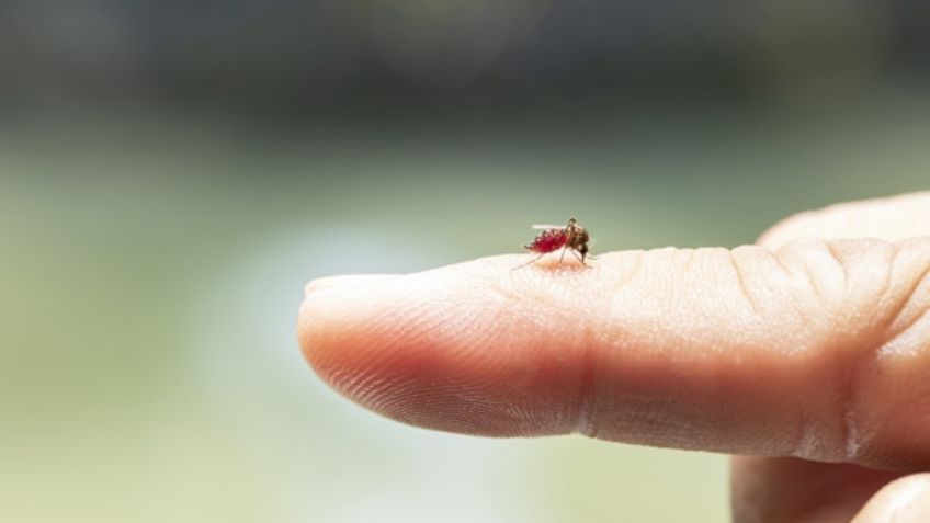 ¡Buenas noticias! La vacuna contra el dengue evita hasta en un 62% la enfermedad