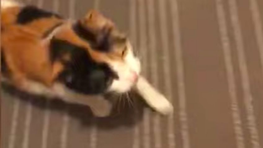 VIDEO: ¡Sorprendente! Esta 'gatita' puede comunicarse con lenguaje de señas; es sorda