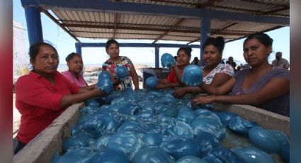 En medio de peligros, habitantes de Guaymas inician con la captura de medusas en el Mar de Cortés