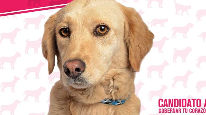 'Candidatos perrones': Este partido político postula perros para que sean adoptados
