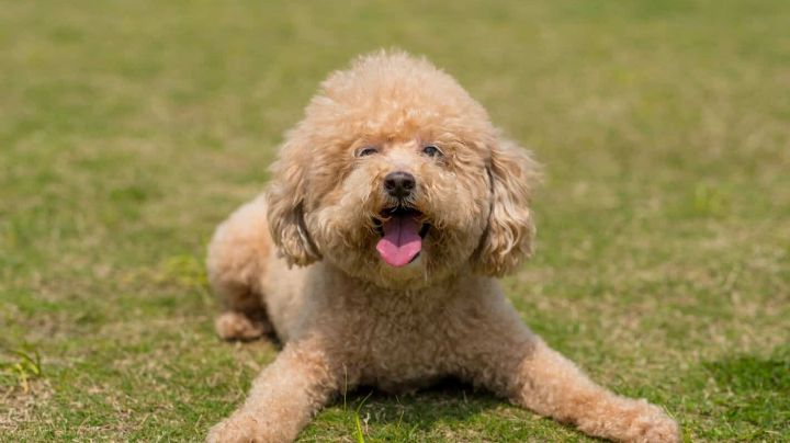 ¡Macabro hallazgo! Detectan a un perro con la variante británica de Covid-19