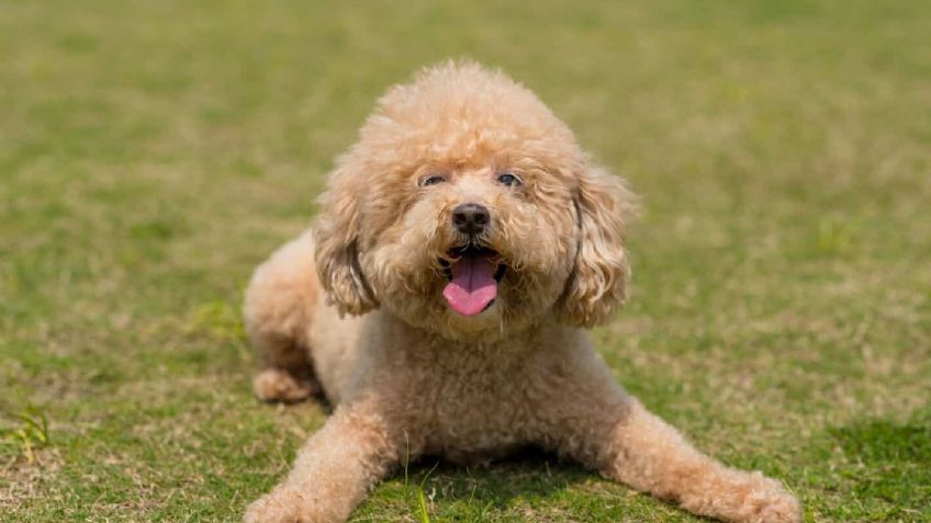 ¡Macabro hallazgo! Detectan a un perro con la variante británica de Covid-19