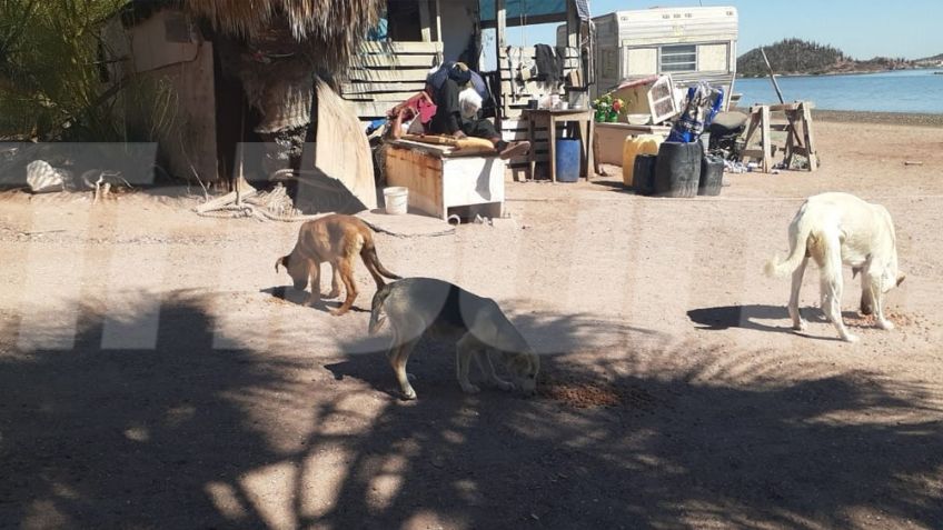 Trabajadores en Guaymas impulsan el respeto y protección a la vida animal
