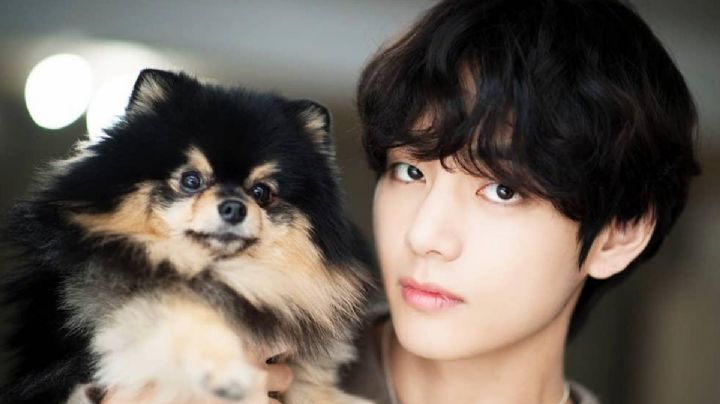 ¿Amas el K-Pop? Inspírate en la música coreana con estos nombres para perros basados en BTS