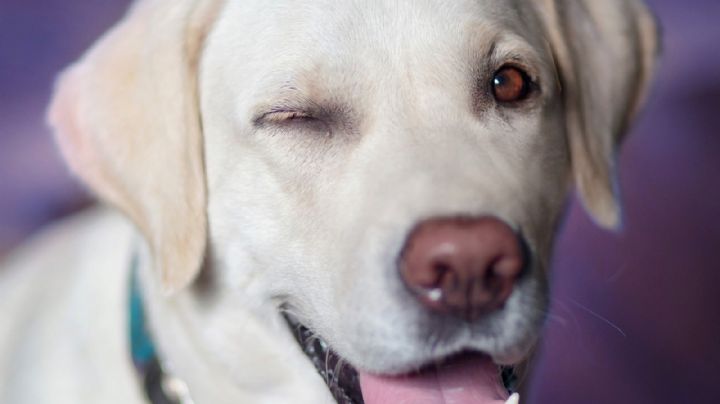 VIDEO: Un perro enamora a todo Twitter al bailar 'Perfect' de Ed Sheeran en la boda de su dueño