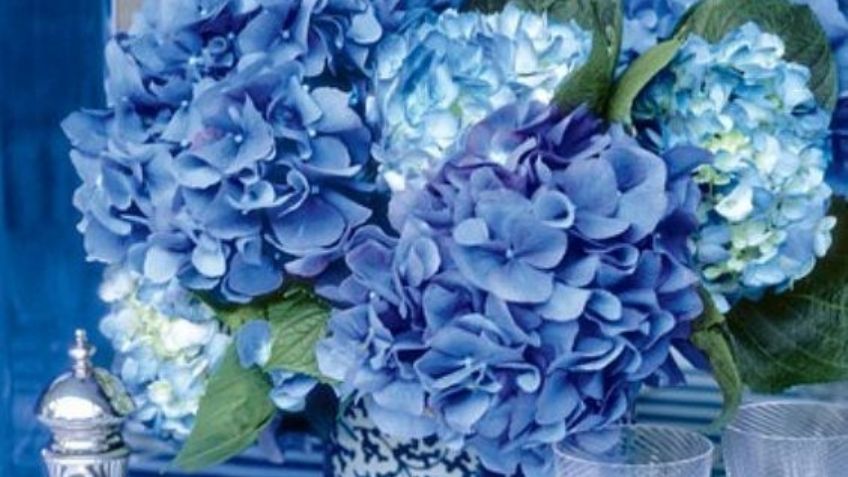 Conoce cuáles son las flores más costosas del mundo y haz un regalo de miles de pesos