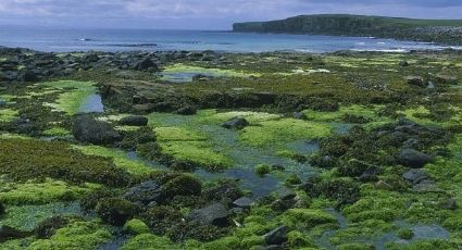 Tragedia: Guardia Costera rescata el cadáver de un pescador de 64 años que cayó al mar