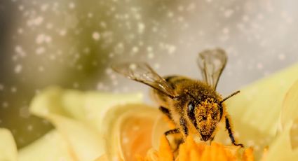 VIDEO: Dos abejas impactan a todo Twitter al abrir una botella de refresco con sus patas