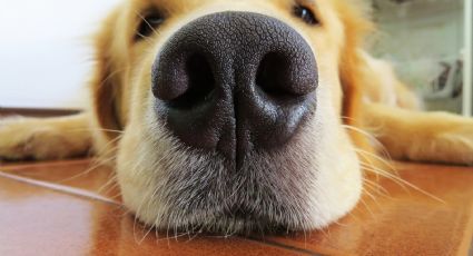 Golden retriever: Conoce las especies de perro que detectarían el olor Covid-19
