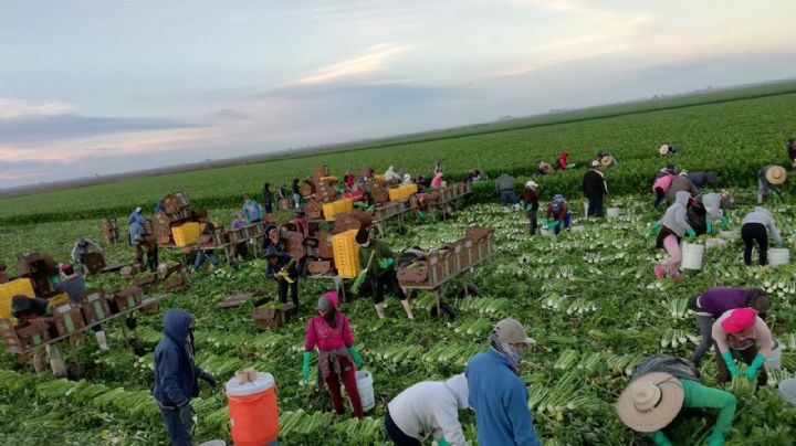Horticultura en el sur de Sonora podría disminuir sus siembras debido a la sequía