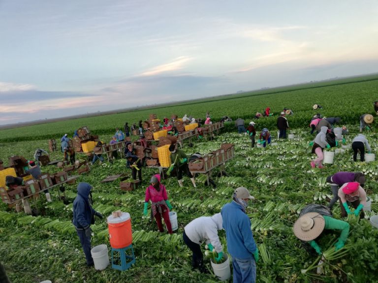 Esperan la llegada de miles de jornaleros en Guaymas y Empalme