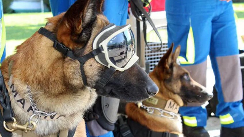 Ellos son Evil y Ecko, los perros rescatistas que ayudaron en el derrumbe del Metro de la CDMX