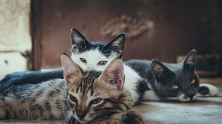 ¡Atroz! Asesino de 'gatitos' mató a más de mil; los envenenó con raticida