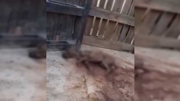 Ella es Luna: Una perrita desahuciada que su desalmada dueña enterró viva