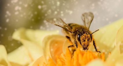 Impactante descubrimiento: Científicos entrenan abejas para detectar Covid-19 rápidamente