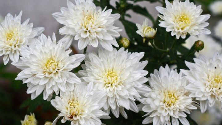 ¡Ten cuidado! Nunca le regales estas flores a tu madre en 10 de mayo; descubre la razón