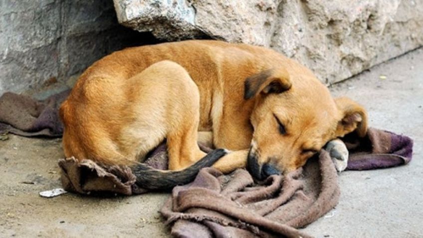 ¡Alerta! Denuncian a esta zona de Ecatepec como una donde se envenenan perros