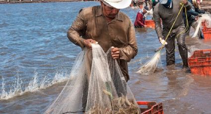 Acuacultura de Sonora seguirá exportando camarón a Estados Unidos