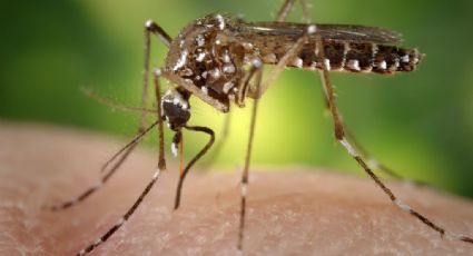 Empresa libera miles de mosquitos modificados genéticamente; causa polémica
