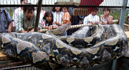 ¡Alerta en Japón! Autoridades buscan a una serpiente pitón de 3 metros; era una mascota