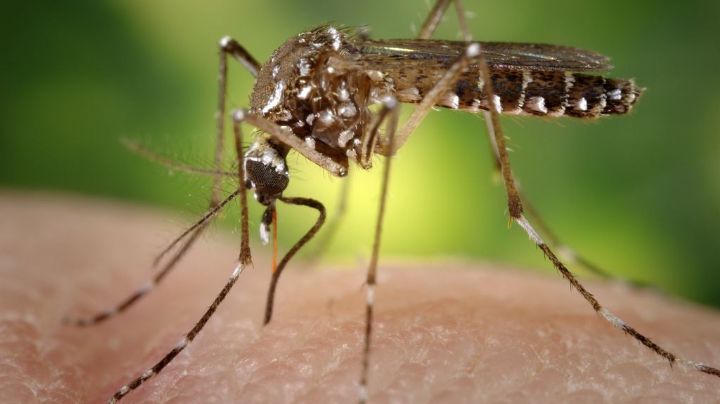 Empresa libera miles de mosquitos modificados genéticamente; causa polémica