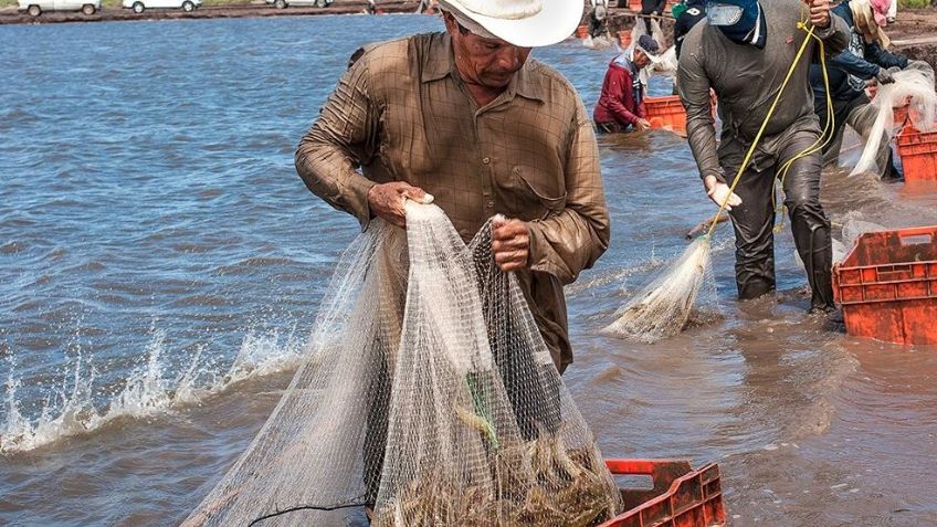 Acuacultura de Sonora seguirá exportando camarón a Estados Unidos