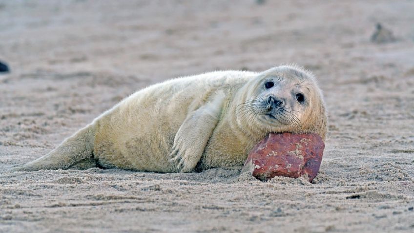 VIDEO:  Una foca bebé toma su primera clase de natación y enamora a todo Twitter