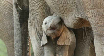VIDEO: Guardabosques reúne a un bebé elefante con su manada; Twitter enloquece de ternura