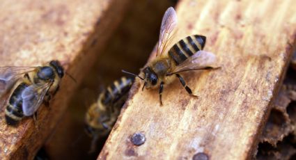 Siempre acompañada: Mujer vive con más de cien mil abejas en la sala de su casa ¡Otra vez!