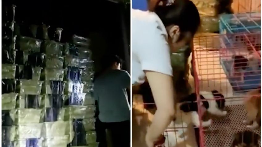 Macabro: Hallan 160 'cajas sorpresa' en China; contenían animales muertos y en agonía