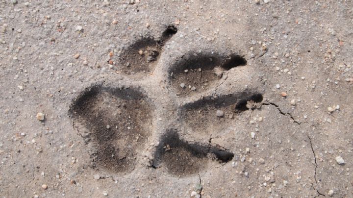 Amanecen 20 animales muertos en la calle; alguien los alimentó con pollo envenenado