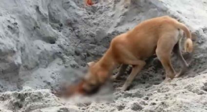 ¡De no creerse! Perros callejeros devoran cadáveres de víctimas fallecidas por Covid-19