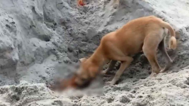 ¡De no creerse! Perros callejeros devoran cadáveres de víctimas fallecidas por Covid-19