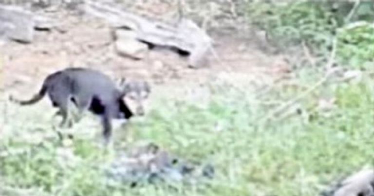 Perros callejeros devoran cadáveres con Covid-19 en Uttarakhand