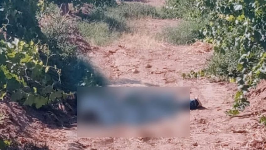 Terror en Caborca: Trabajadores agrícolas encuentran cadáver en viñedo de San Felipe