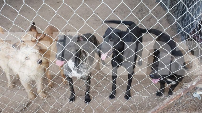 Activista pide ayuda para poder alimentar a 200 perros en Hermosillo
