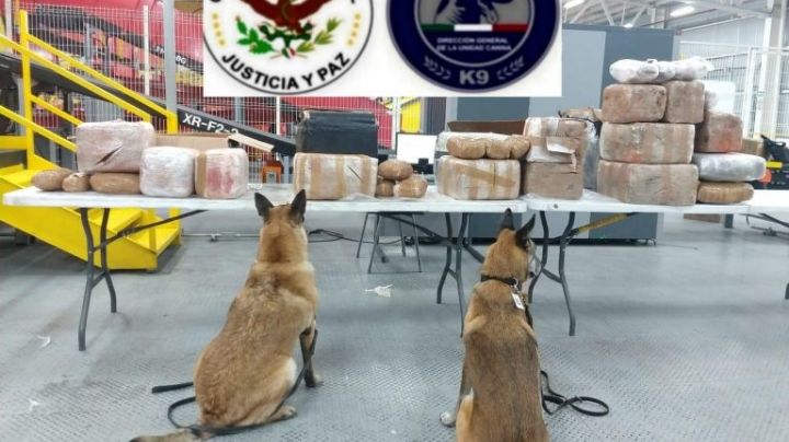 Binomios caninos ayudan a localizar 112 kilos de metanfetamina en una paquetería de Tijuana