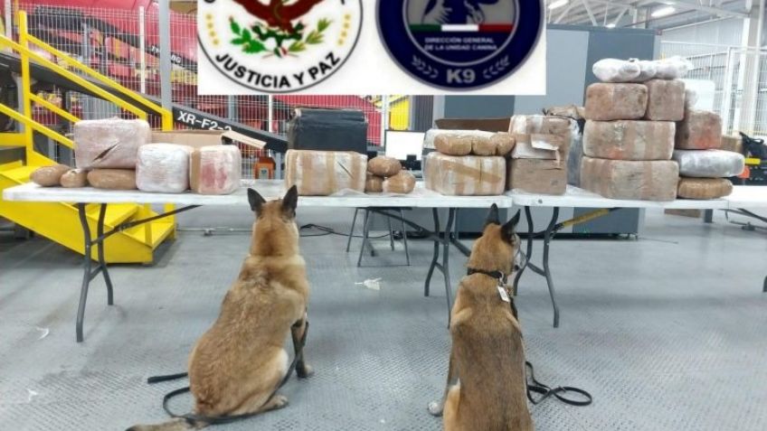 Binomios caninos ayudan a localizar 112 kilos de metanfetamina en una paquetería de Tijuana