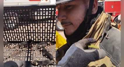 Bomberos resguardan cría tlacuache mexicano en el Puerto de Guaymas