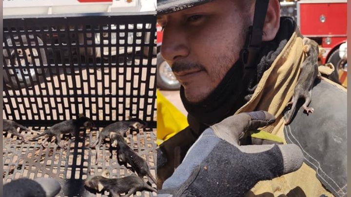 Bomberos resguardan cría tlacuache mexicano en el Puerto de Guaymas