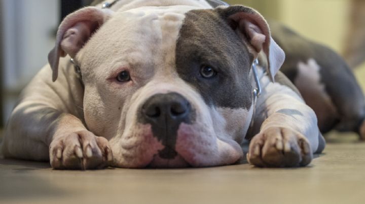 ¿Adoptaste a un pitbull? Descubre algunos nombres para perros que reflejan su fuerza