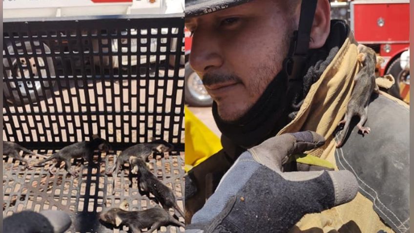 Bomberos resguardan cría tlacuache mexicano en el Puerto de Guaymas
