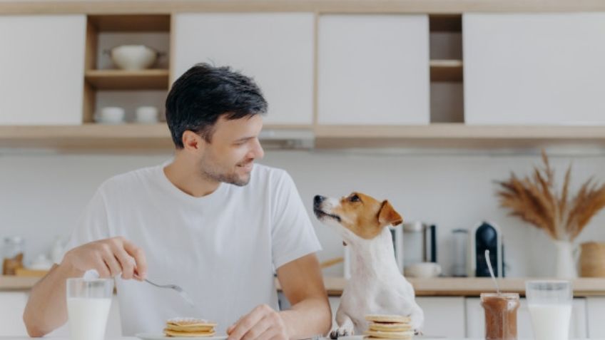 Enamórate de estos lindos y originales nombres para perros inspirados en postres