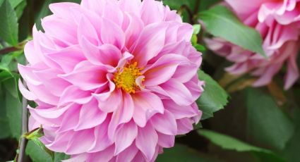 Déjate asombrar por los beneficios que las flores de Dalia le darán a tu salud