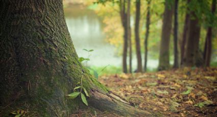 Macabro: Hallan esqueleto humano en un bosque; descubren que su exnovia lo asesinó