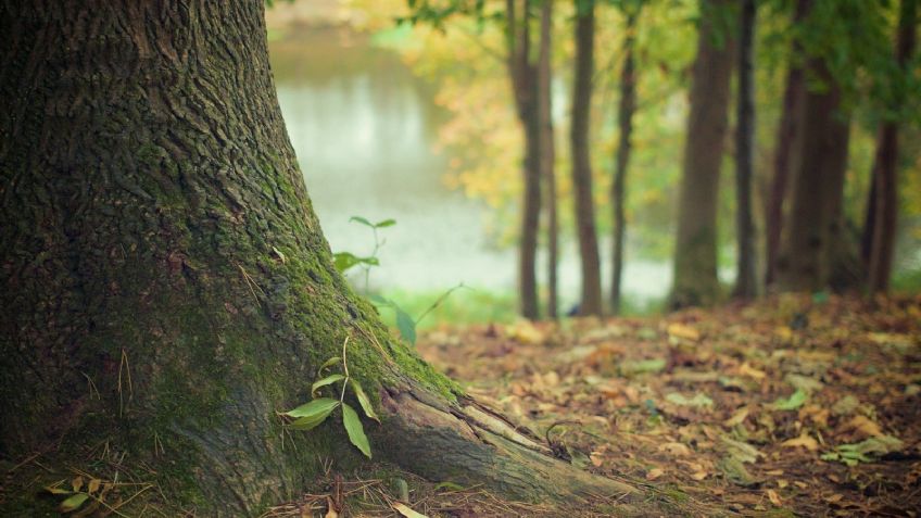 Macabro: Hallan esqueleto humano en un bosque; descubren que su exnovia lo asesinó