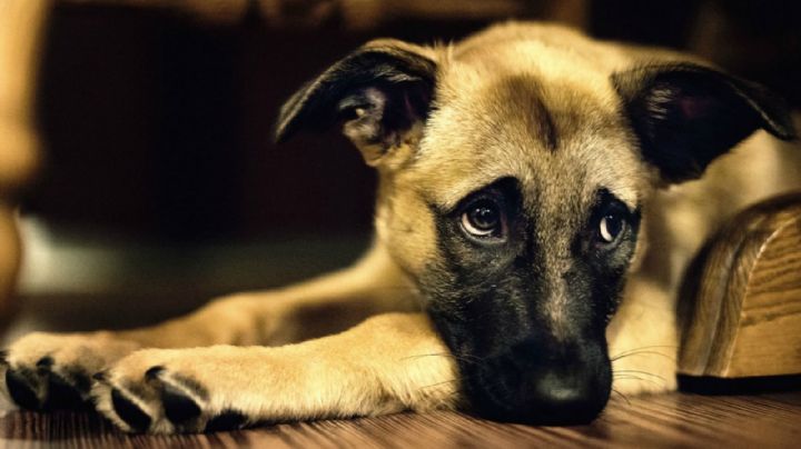 Asesina al perro de su exnovia; le prometió que si no regresaban lo apuñalaría