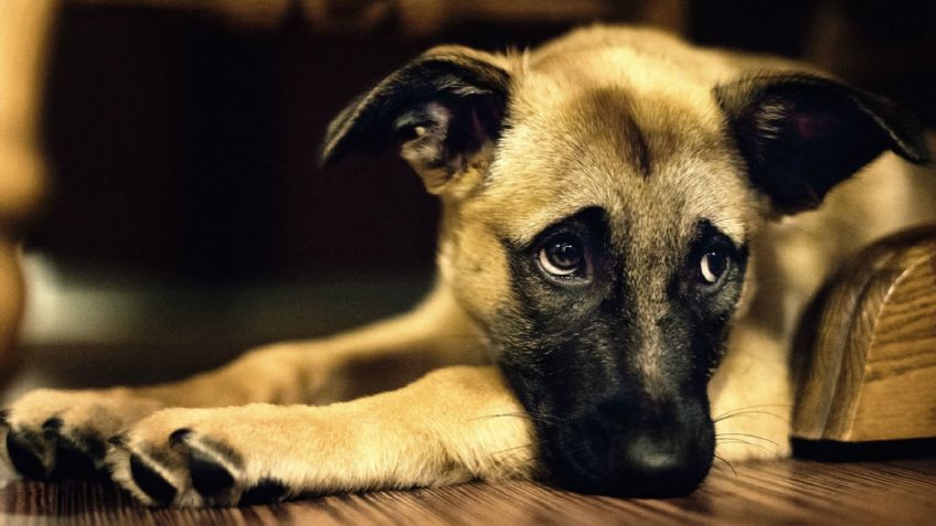 Asesina al perro de su exnovia; le prometió que si no regresaban lo apuñalaría