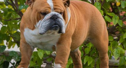 Bulldog inglés y otros más: Conoce las razas de perros con problemas de salud
