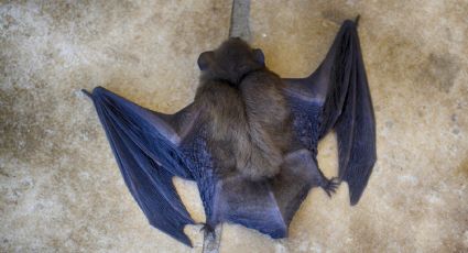 VIDEO: ¿La OMS mintió? Filtran imágenes de murciélagos en laboratorio de Wuhan